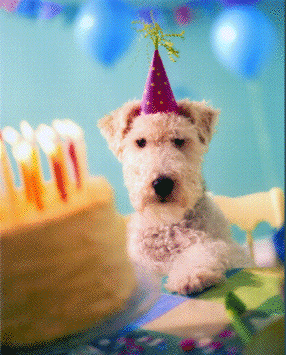 airedale birthday