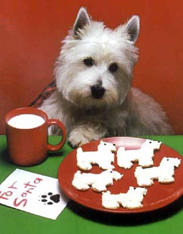 Westie