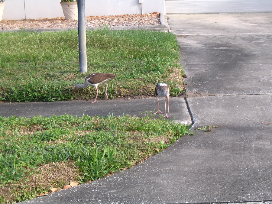 FLORIDA