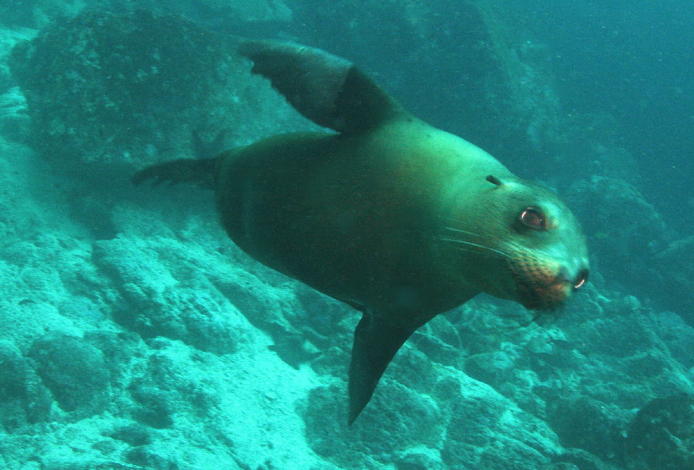 GALAPAGOS