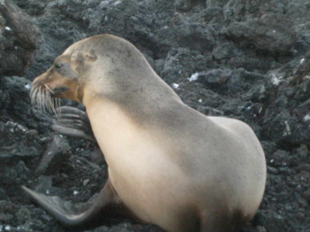 GALAPAGOS