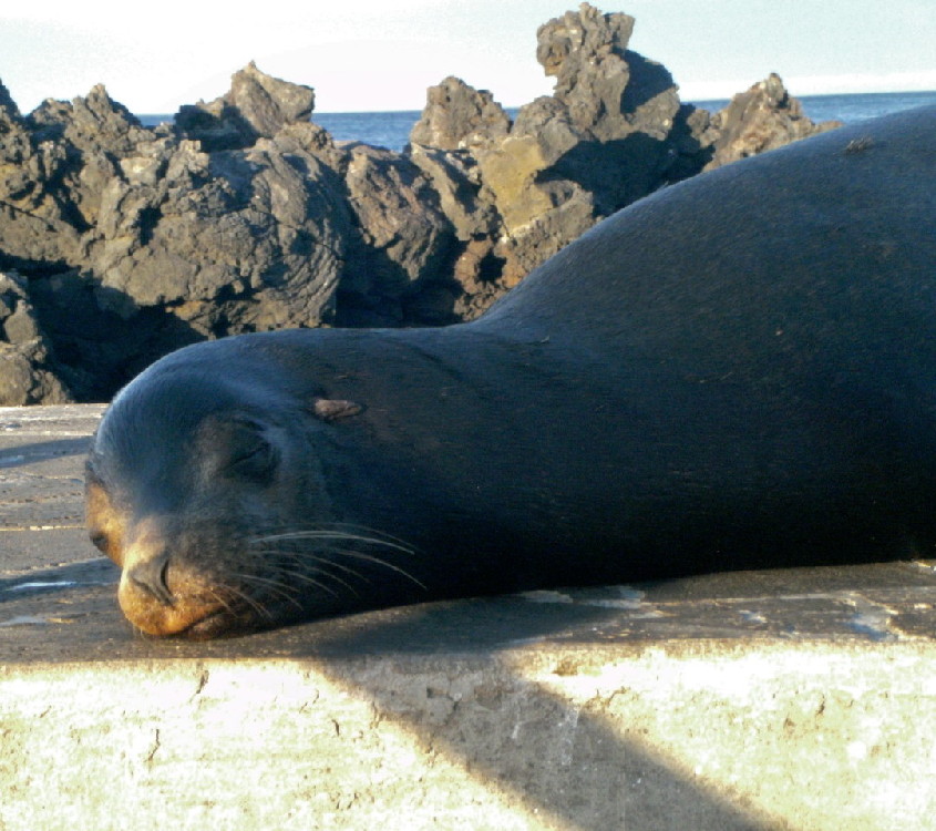 GALAPAGOS