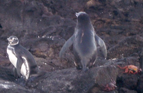 GALAPAGOS