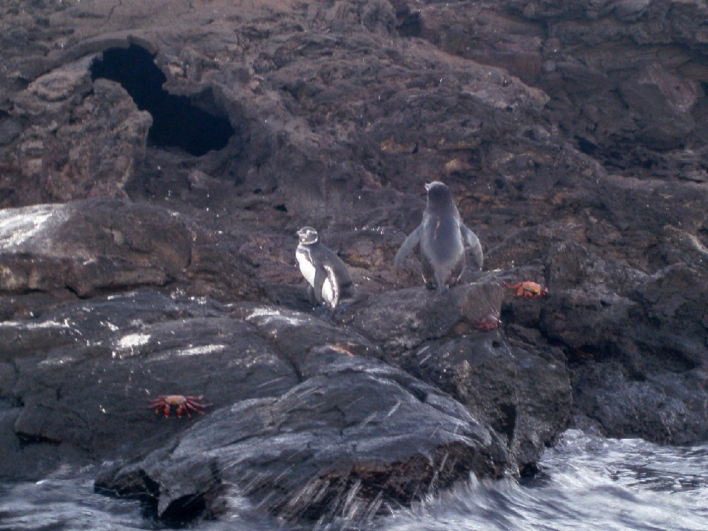 GALAPAGOS