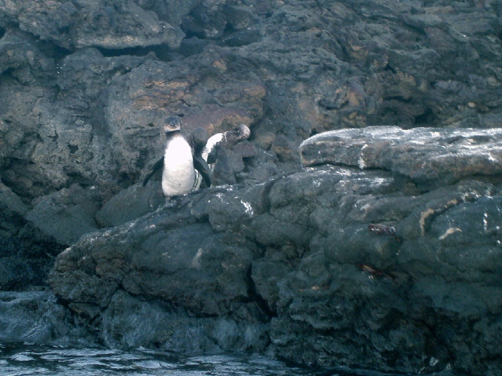 GALAPAGOS