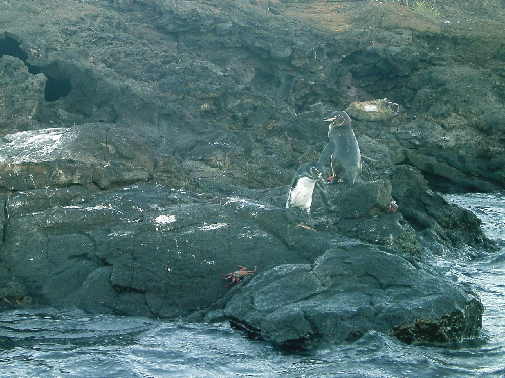 GALAPAGOS