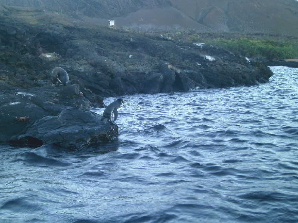 GALAPAGOS