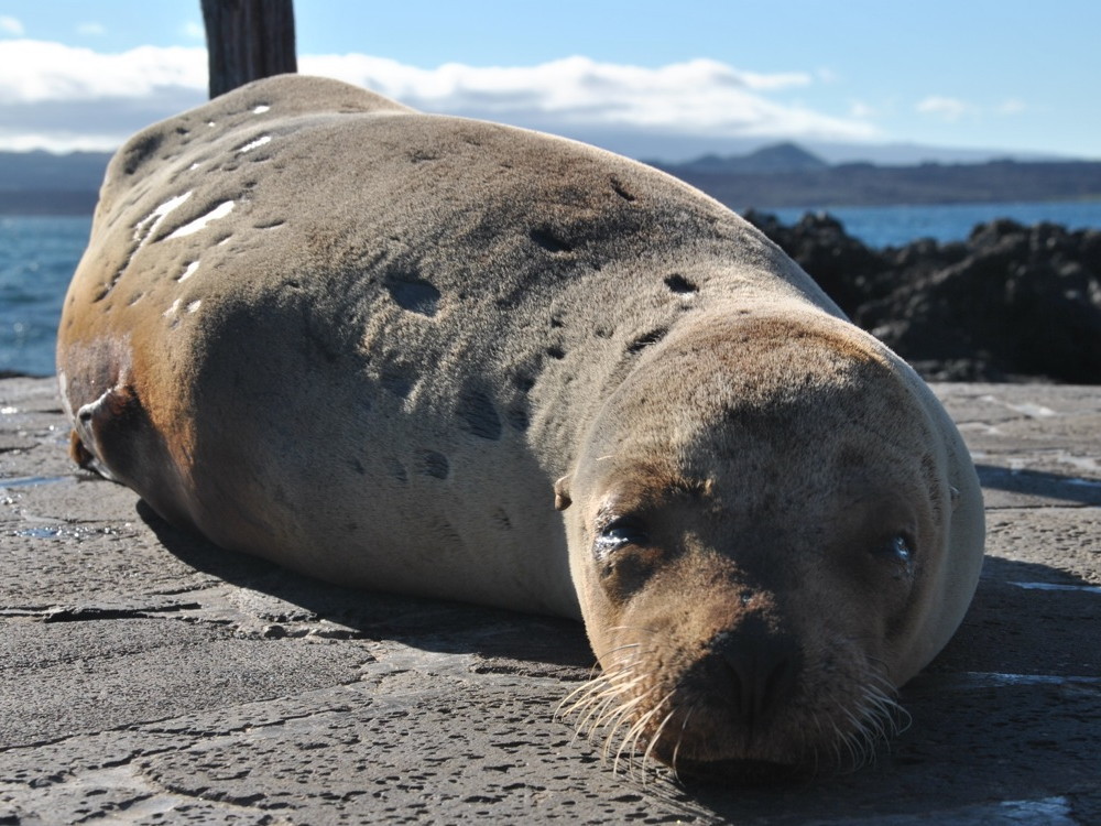 GALAPAGOS