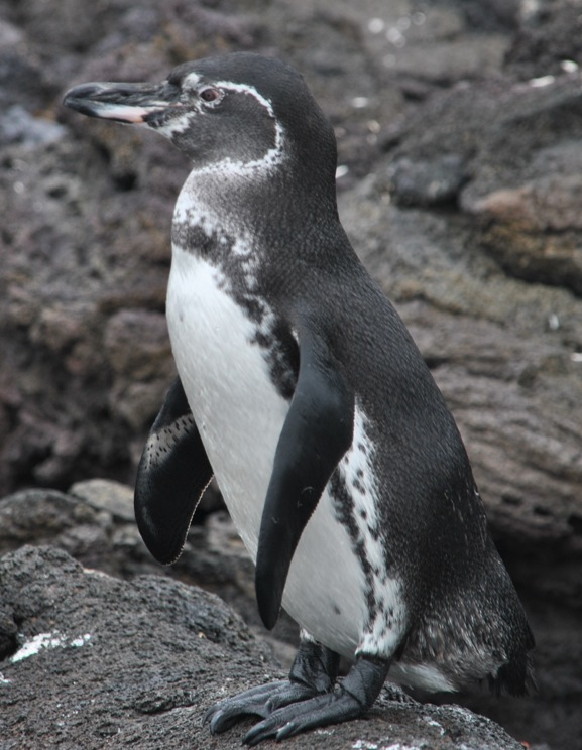 GALAPAGOS