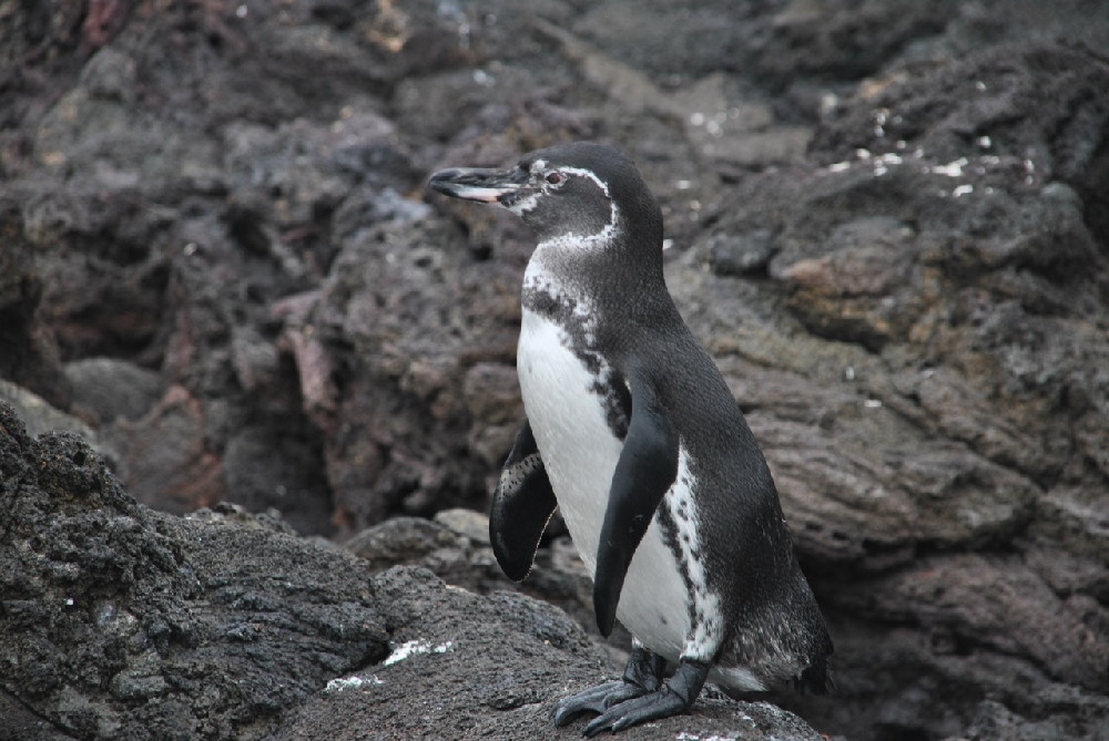 GALAPAGOS