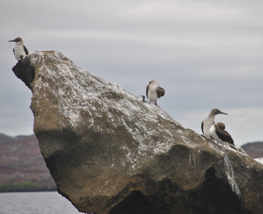 GALAPAGOS