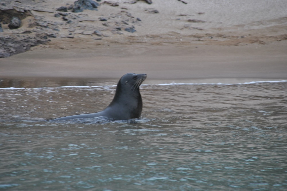 GALAPAGOS