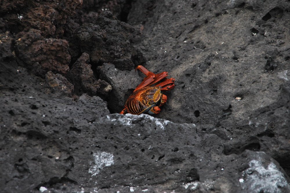 GALAPAGOS