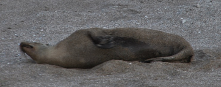 GALAPAGOS