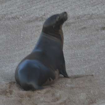 GALAPAGOS