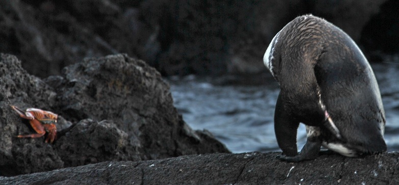 GALAPAGOS