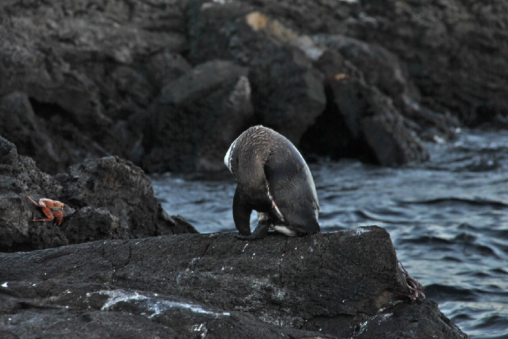 GALAPAGOS