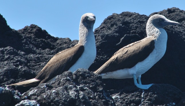 GALAPAGOS