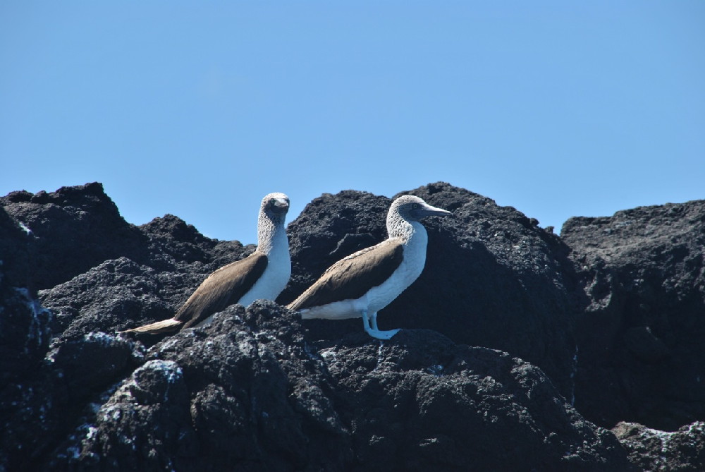 GALAPAGOS