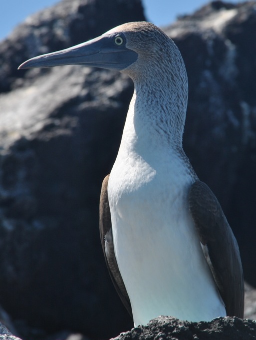 GALAPAGOS