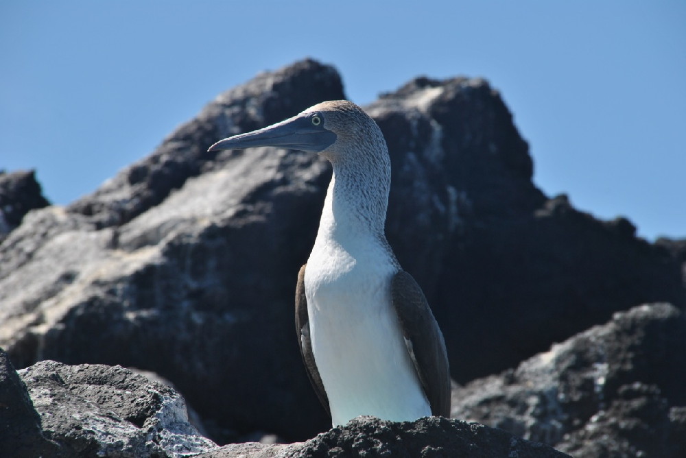 GALAPAGOS