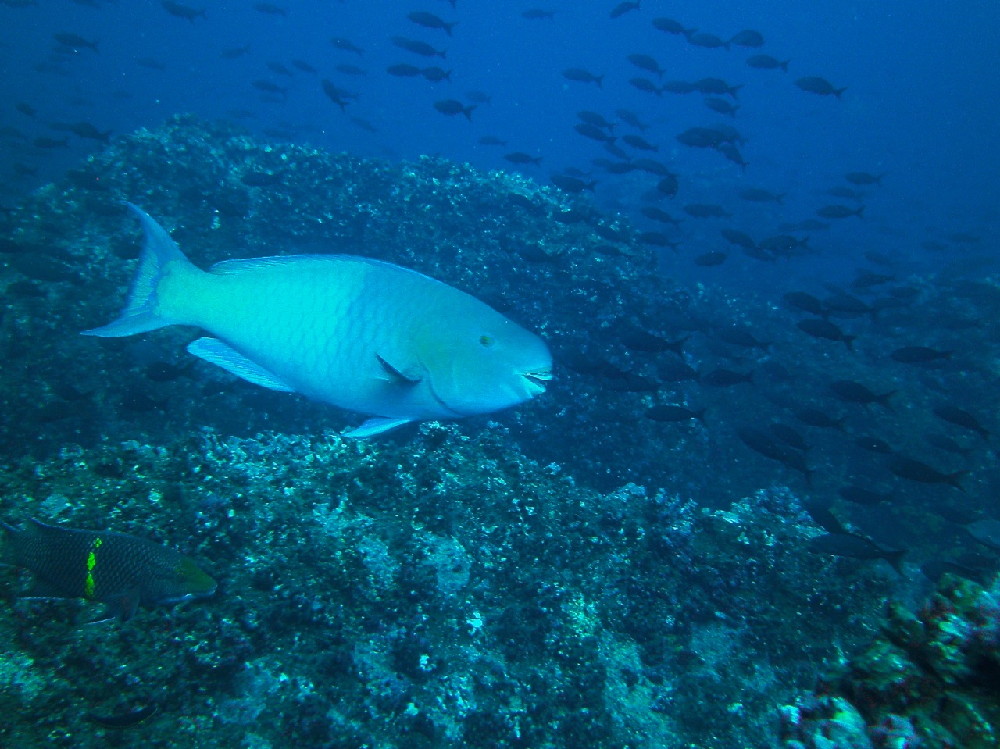 GALAPAGOS