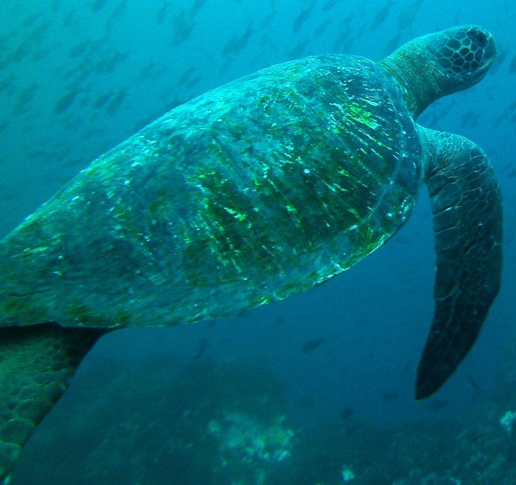 GALAPAGOS