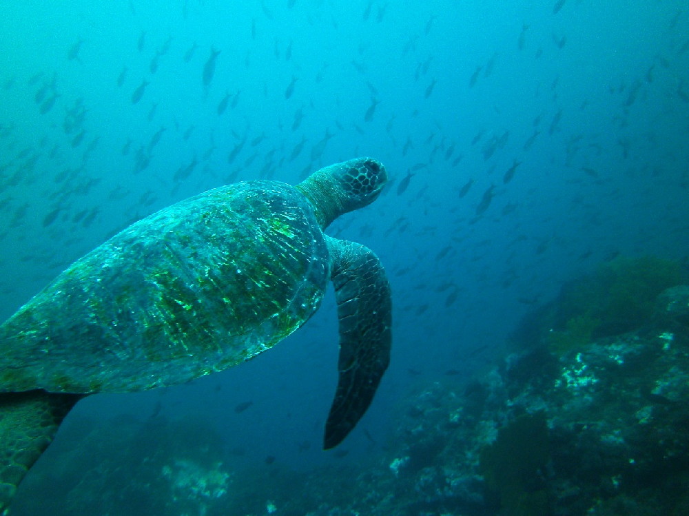 GALAPAGOS