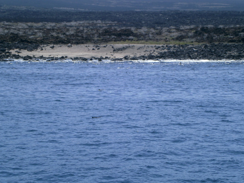 GALAPAGOS