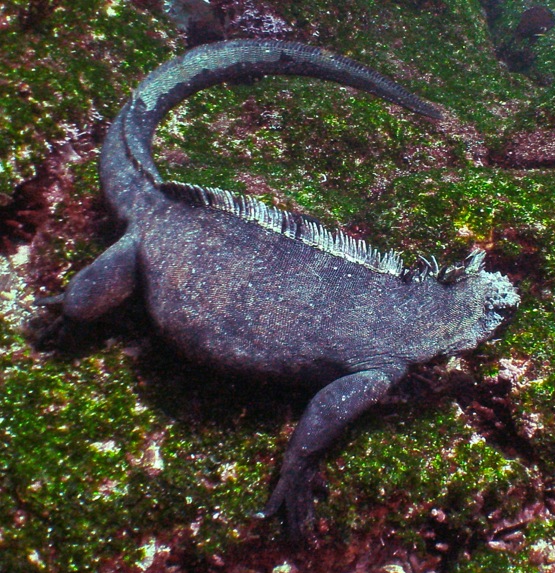 GALAPAGOS