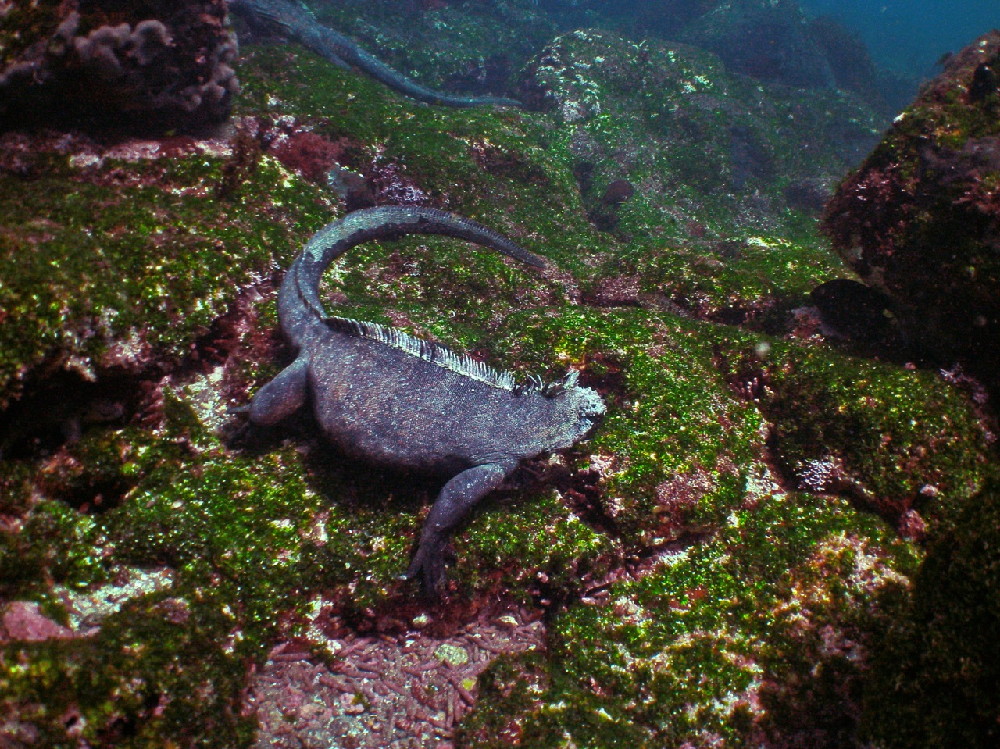 GALAPAGOS