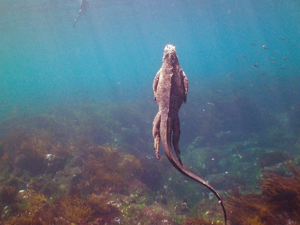 GALAPAGOS