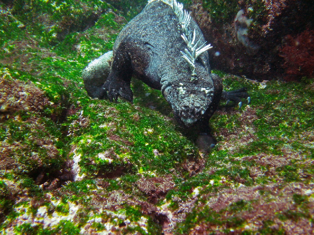 GALAPAGOS