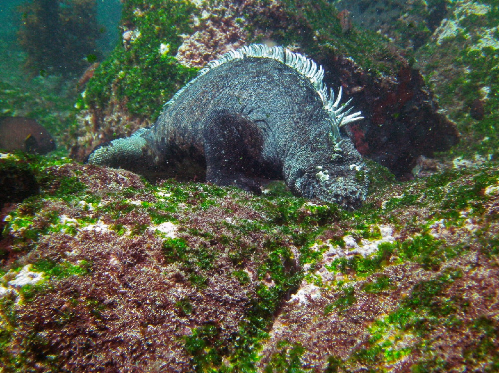 GALAPAGOS