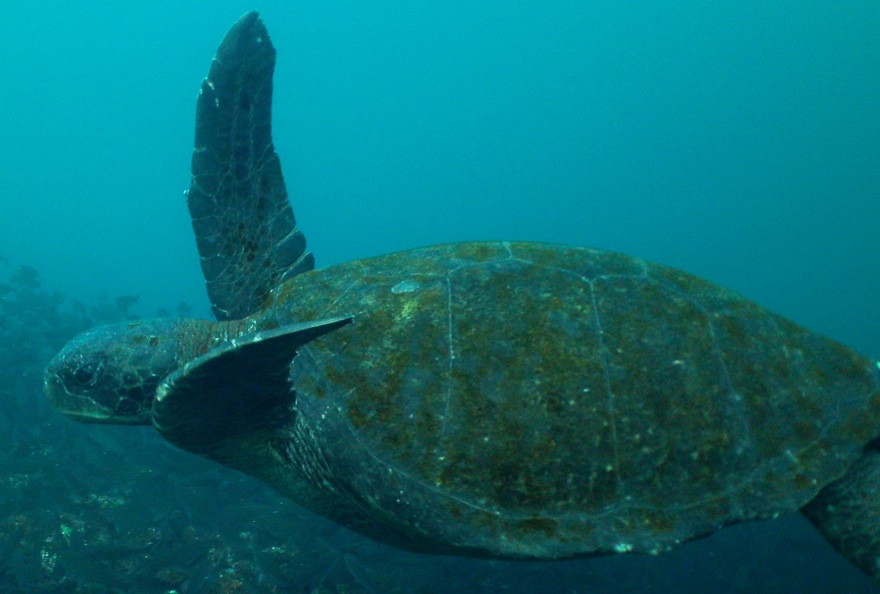 GALAPAGOS