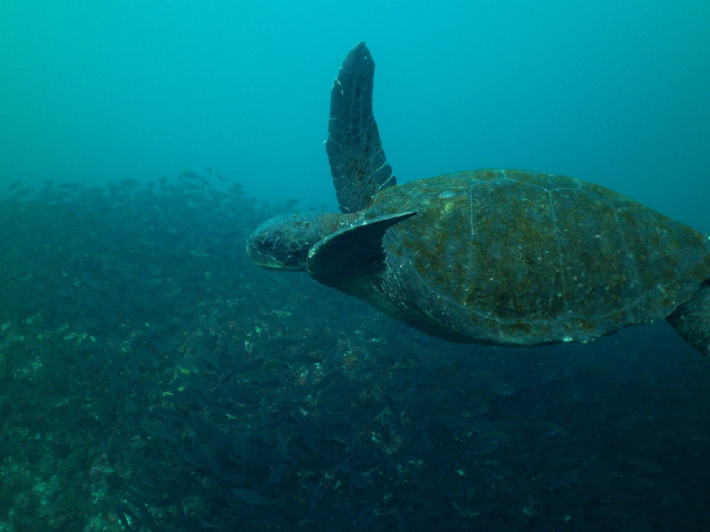 GALAPAGOS