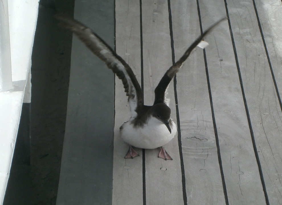 GALAPAGOS