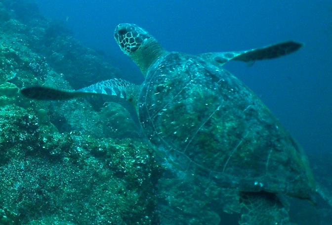 GALAPAGOS