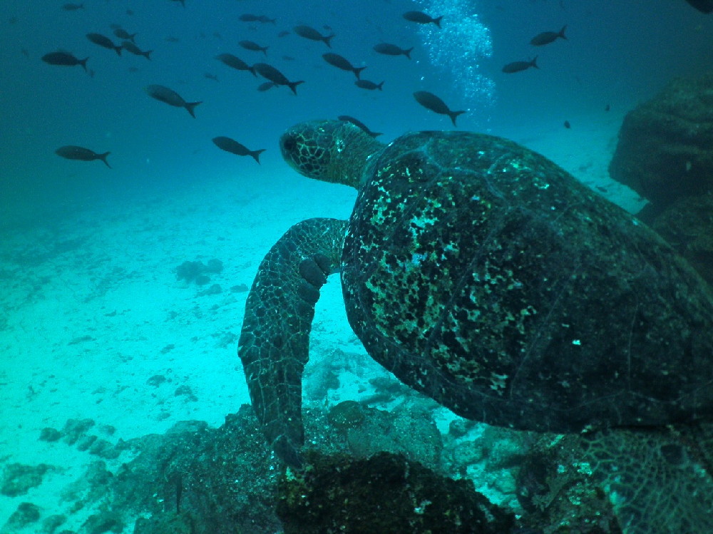 GALAPAGOS