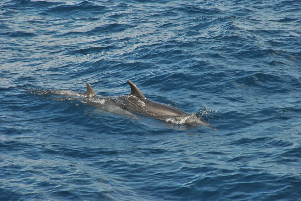 GALAPAGOS