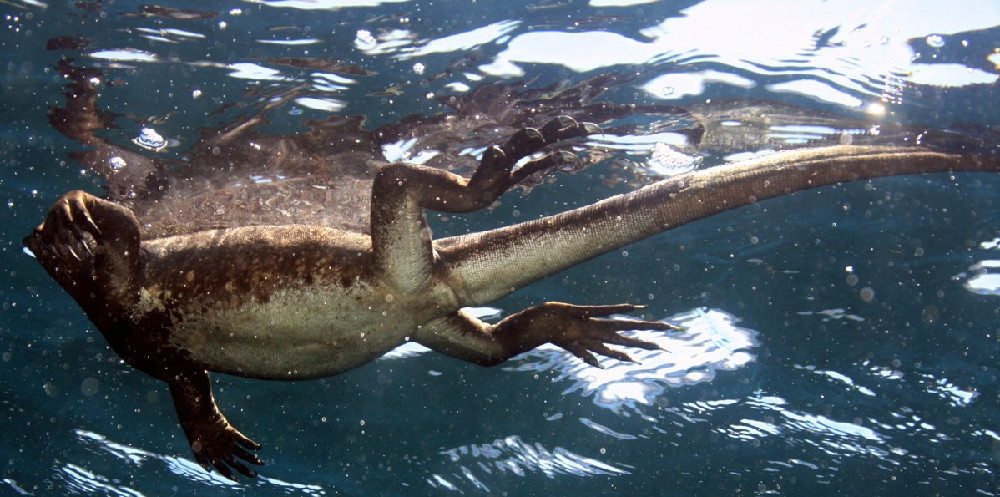 GALAPAGOS