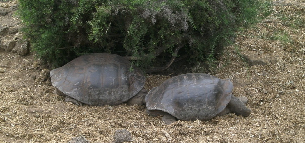 GALAPAGOS