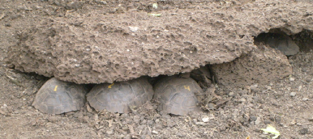 GALAPAGOS