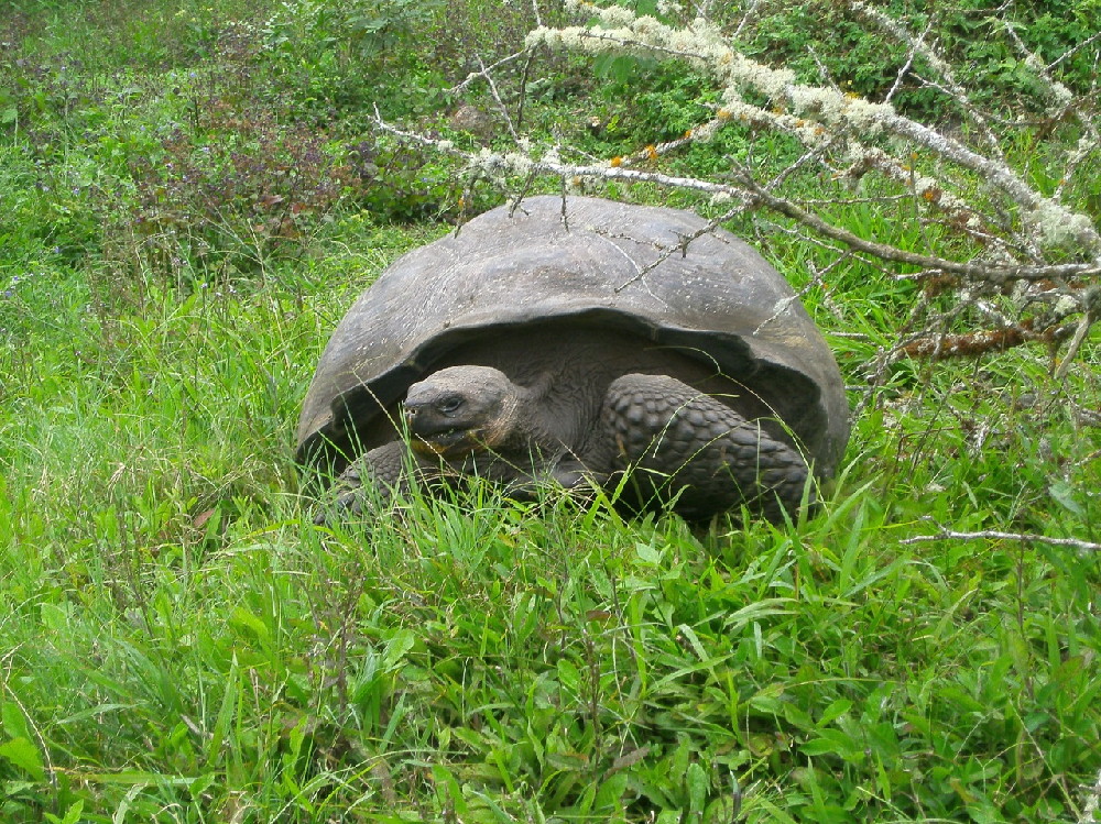 GALAPAGOS