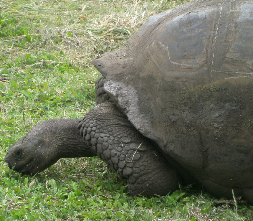 GALAPAGOS