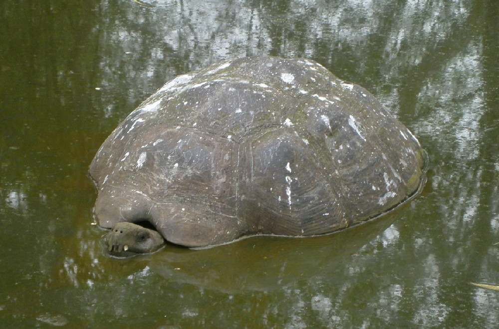 GALAPAGOS