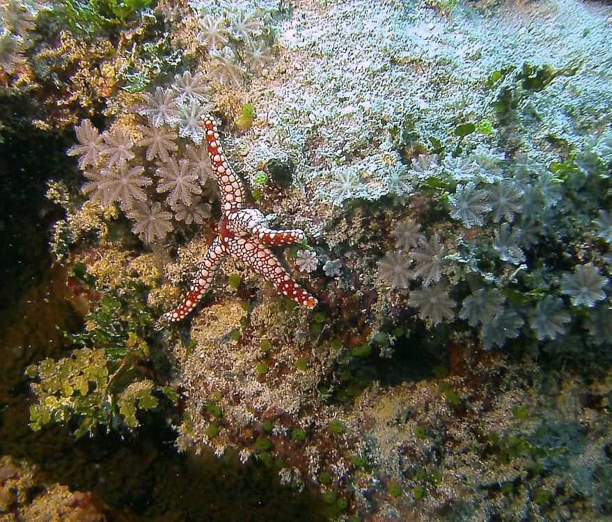 MICRONESIA