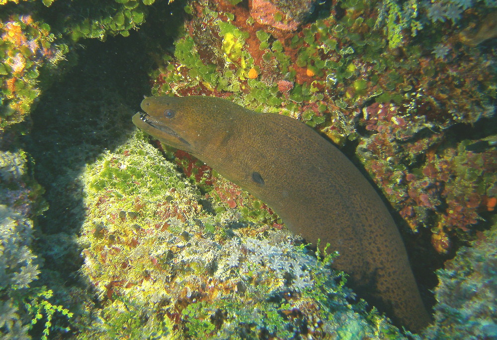 MICRONESIA