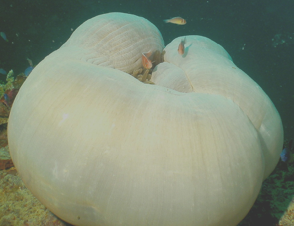 MICRONESIA