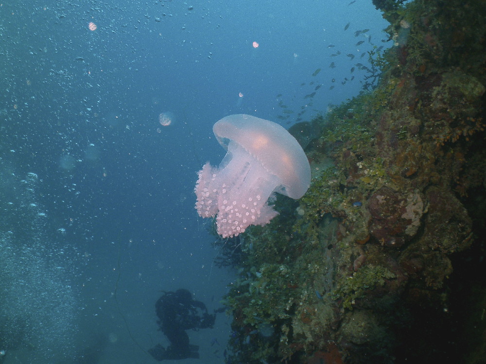 MICRONESIA